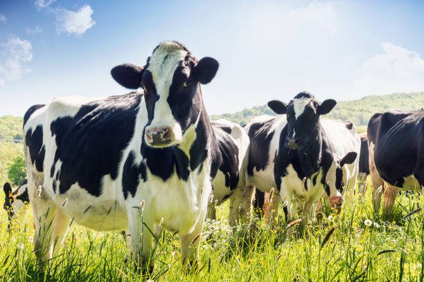 Close-up of cows in summer